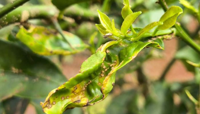 Foto: Evandro Fadel/SEAB População e produtores de laranja apoiam ação da Adapar para defesa da citricultura